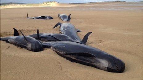 The pod of whales beached in County Donegal