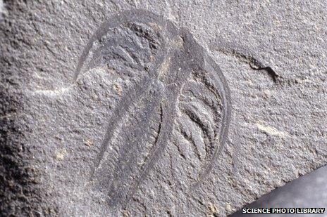 Marrella arthropod fossil