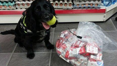 Phoebe, a sprocker spaniel helped detect concealed stashes of tobacco at a further seven premises.