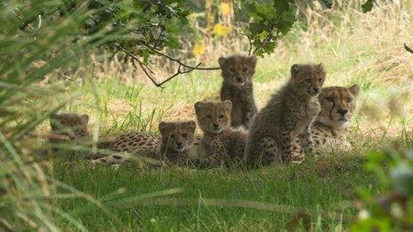 The five cubs at Port Lympne