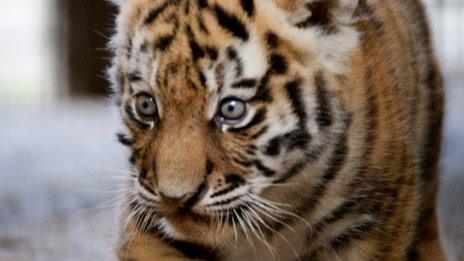 Pictured: Adorable endangered Siberian tiger cubs born in Woburn Safari  Park, London Evening Standard