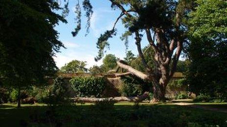 'Tolkien's Tree' in Oxford University's Botanic Garden