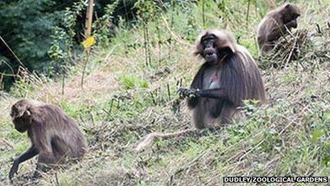 Gelada baboons given new hillside home at Dudley Zoo - BBC News