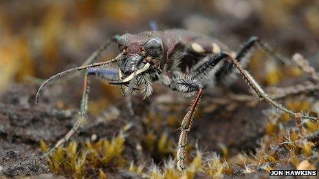 Surrey heath habitat improved for tiger beetle - BBC News