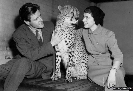 Gerald Durrell and his wife, stroking thirteen year old cheetah 'Prince' at London Zoo, November 2nd 1954