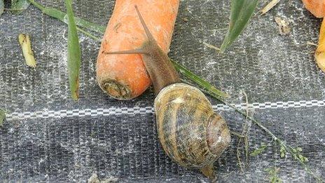 A snail eating a carrot