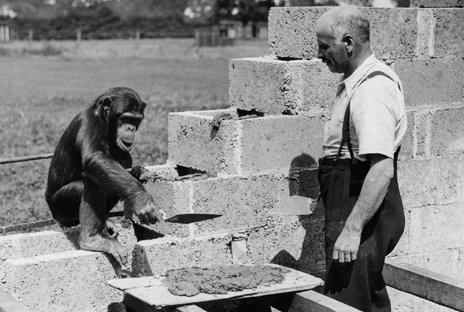 George Mottershead with a chimp