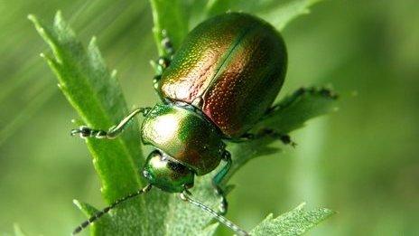 Yorkshire tansy beetles travel to Cambridgeshire in buckets - BBC News