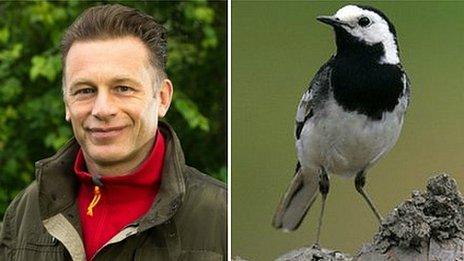 Chris Packham and wagtail