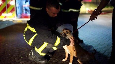 Firefighters rescuing dogs