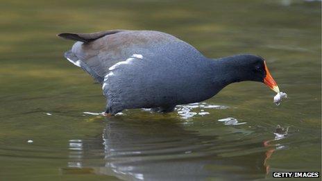 Moor hen