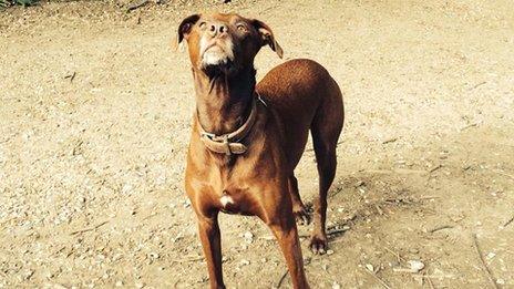 Brown dog looking up