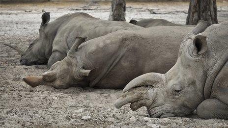 rhinoceroses napping