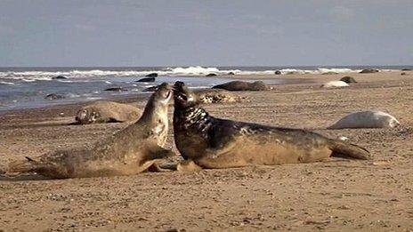 Seals fighting on Blakeney Point