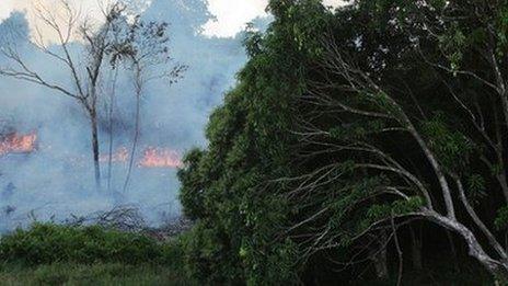 A fire burns trees adjacent to grazing land in the Amazon basin on November 22, 2014 in Maranhao state, Brazil.