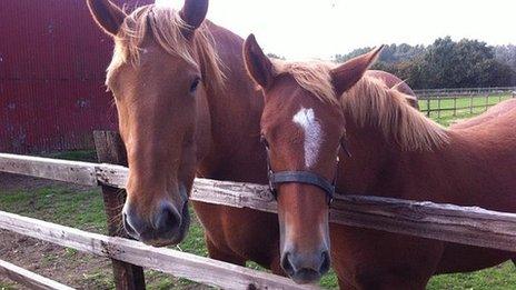 Suffolk punch and foal at Easton