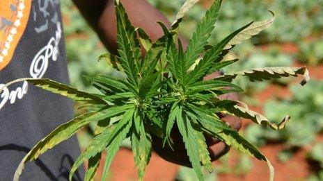 In this Aug. 29, 2013, file photo, farmer Breezy shows off the distinctive leaves of a marijuana plant