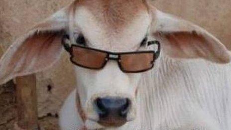 A cow wearing sunglasses overlaid with the phrase 'Can't touch this'