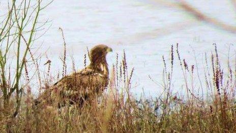 White Tailed Eagle at Micklemere, Suffolk