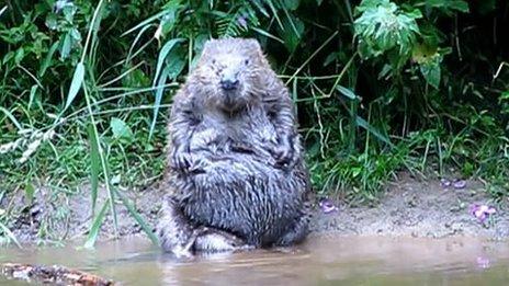 A beaver sits on the bank of the Rover Otter