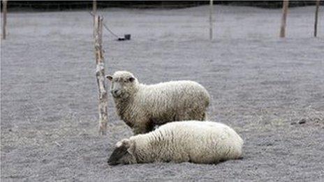Two sheep in a meadow covered with ash after the eruption of the Calbuco volcano in the town of Ensenada, region on 26 April 2015.