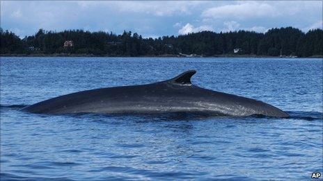 image caption                     fin whales are at particular