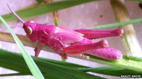 wiltshire spotted grasshopper vivid