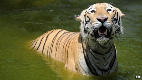 Индийский королевский бенгальский тигр в зоологическом парке Неру в Хайдарабаде, 5 июня 2010 г.