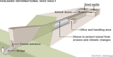 Diagram of the interior of the seed vault (Image: BBC)