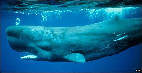 Sperm whale (SPL)