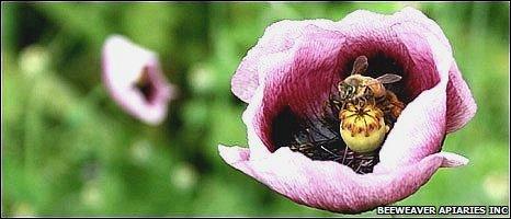 Bees, BeeWeaver Apiaries Inc