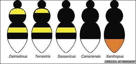 Different populations of bees