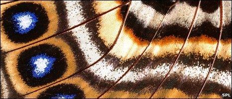 Butterfly wing, SPL