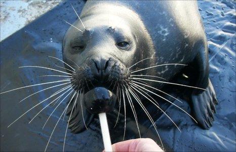 A trained seal at the Marine Science Centre in Germany (W Hanke)