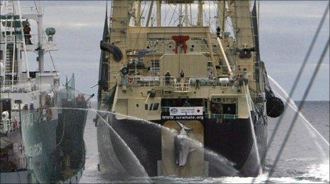 Japanese boat hauls in minke whale (file photo)