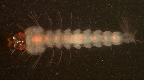Genetically engineered mosquito larva (Image: Michael Riehle, University if Arizona)