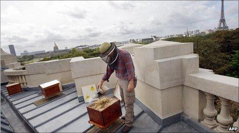 Hives on the roof of the Grand Palais