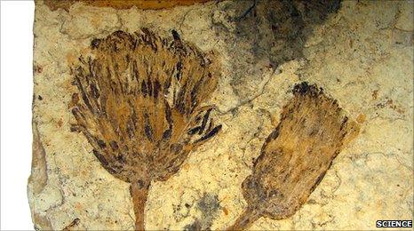 Fossil flower (Science)