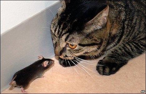 Why Mice Fear The Smell Of Cats Bbc News