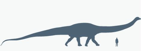 The diplodocus compared to a human