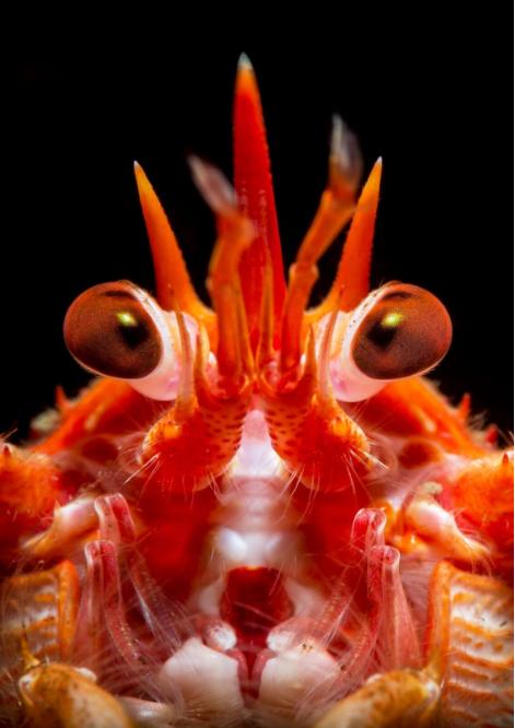 long-clawed squat lobster