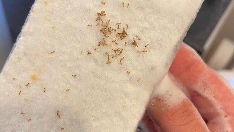 A white sponge covered in brown pharaoh ants