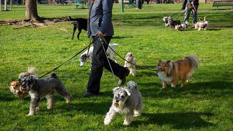 Group of six small to medium sized dogs being taken for a walk in a park by a dog walker