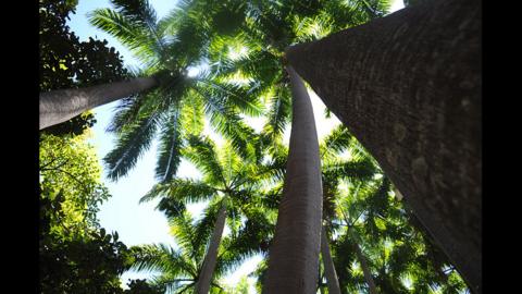De paseo por el jardín - BBC News Mundo