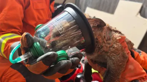 Fox being given oxygen