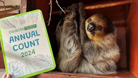 Colchester Zoo A sloth hangs from a wooden pole while a clipboard is held in front of it. The clipboard is green and says "annual count 2024" on it.