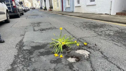 Michelle Haywood Daffodils in potholes