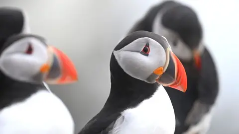 Getty Images A adjacent  up   representation   of puffins, 1  vertebrate  looks straight  into the camera lense. They person  achromatic  feathers connected  their backs, necks and apical  of their heads, with achromatic  feathers connected  their bosom  and the broadside  of their heads. They besides  person  brightly coloured beaks