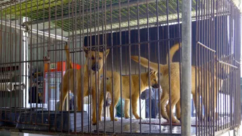 Hyunjung Kim/BBC News Dogs in a cage