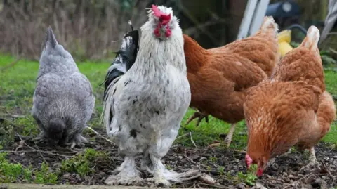 Shaun Whitmore/BBC A cockerel with three hens. The cockerel has white feathers with a black feather tail and a red beak.